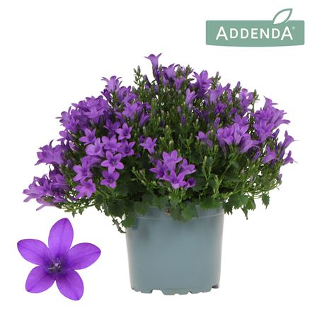 Campanula Addenda Ambella Intens Purple