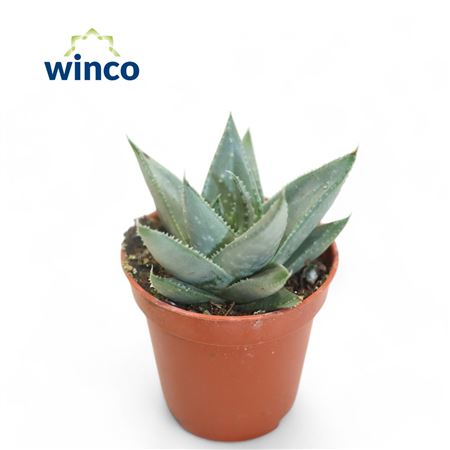 Aloe Savannah