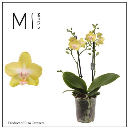 Phal 2st Mila 16+ (orchid Growers)