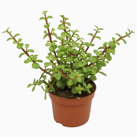 Portulacaria Afra Groen