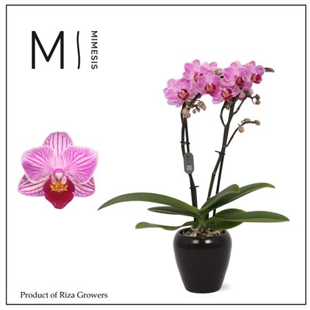 Phal Mini 2st Lotte из черной керамики Martine (мим