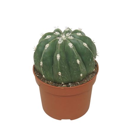 Melocactus Maxonii Inermis