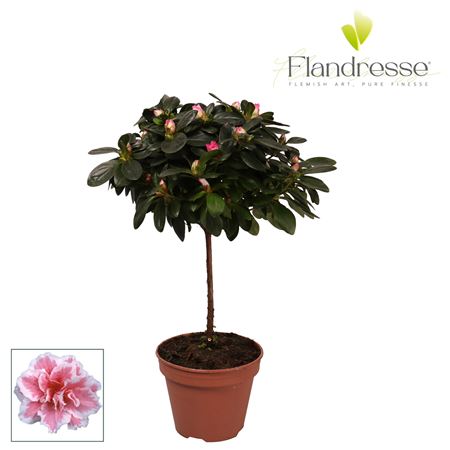 Azalea Flandress On Stem Stam Varigated