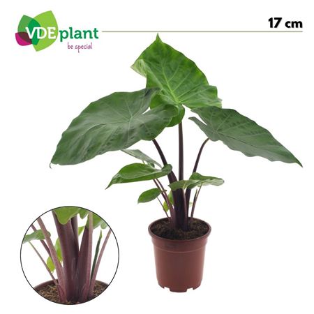 Alocasia Imperial Red