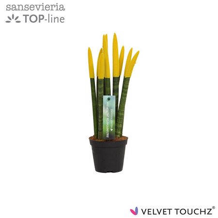 Sansevieria Velvet Touchz Yellow