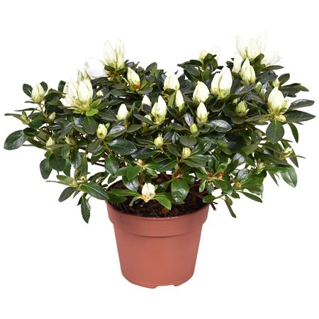 Azalea Polarstern White