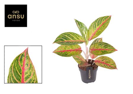 Aglaonema Red Okapi