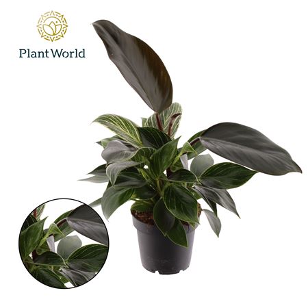 Philodendron Maximus