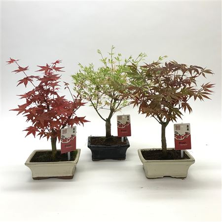 Bonsai Acer Mix