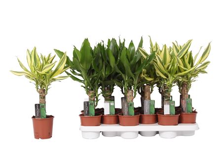 Drac 2 Color Mix 15cm Stem