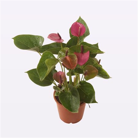 Anth An Baby Purple 4+