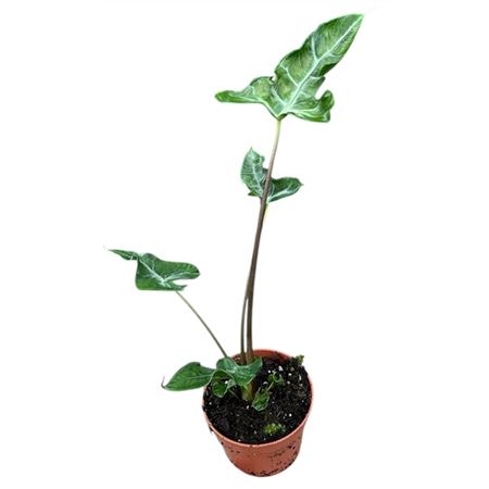 Alocasia Teletubbies