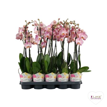 Phala Promiss Roze - 2 Tak 60