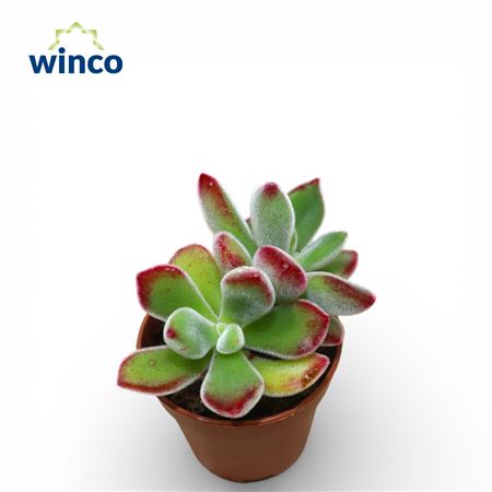 Echeveria Pulvinata