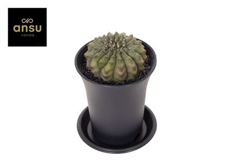 Gymno Spineless