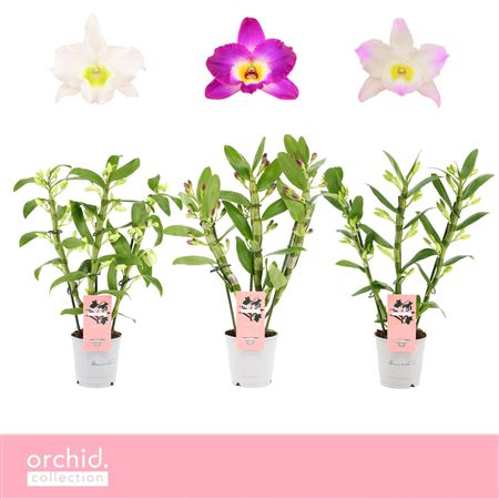 Dendr Nob 3st Mix Compact Orchid Collection