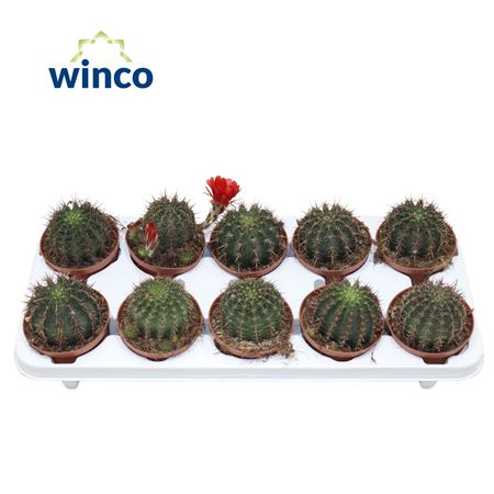 Echinopsis Aurea