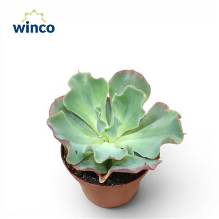 Echeveria Dorothy