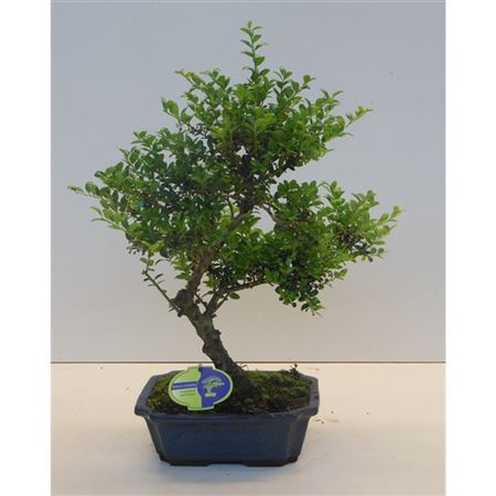 Bonsai Ilex Crenata, Without Drip