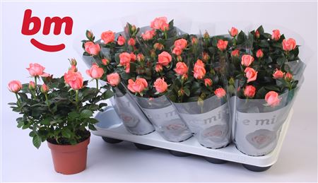 Rosa Candy Beau Monde