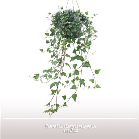 Hedera He Shamrock Hanging Pot