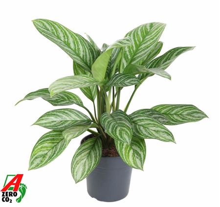 Aglaonema Stripes