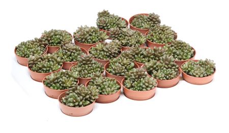 Anacampseros Filamentosa