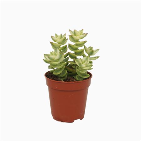 Crassula Perforata Variegata 5,5 Cm