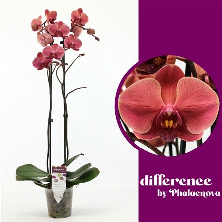Phal 2st Asian Coral 18+ (phalaenova)