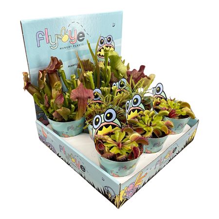 Vleesetende Planten Mix 8,5  In Flybye Display