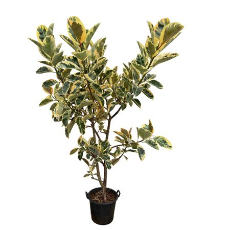 Ficus El Tineke Branched