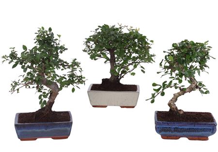 Bonsai Mix In Ceramic Ball S-shape