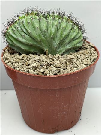 Chichipe Cristaat