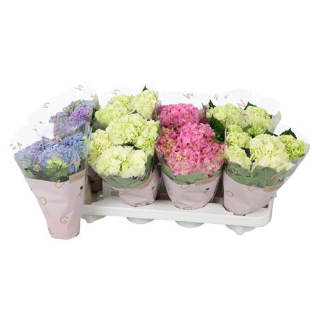 Hydrangea Ma Mix Basic 3+