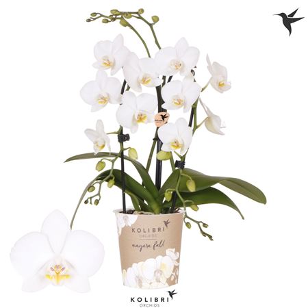 Phal Kolibri 2st Niagara Fall White (ok)