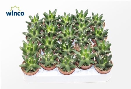 Escobaria Missouriensis