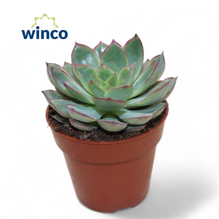 Echeveria Moonshine