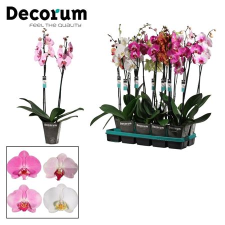 Phal 2st Mix 16+ (duijn Hove)