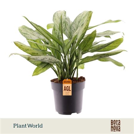 Aglaonema Silver Queen (dec)