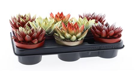 Echeveria Christmas Mix