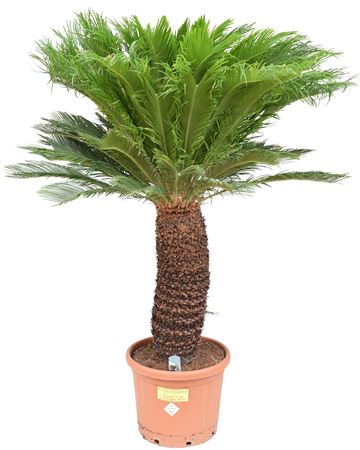 Cycas Revoluta On Stem 50+