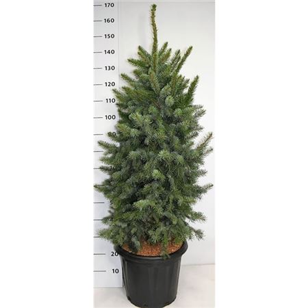 Picea Om Zuckerhut