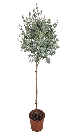 Eucalyptus Gunnii On Stem