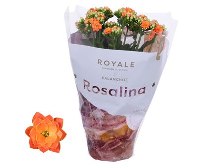 Kal Ros Royale Orange