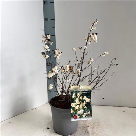 Symphoricarpos Magical Galaxy
