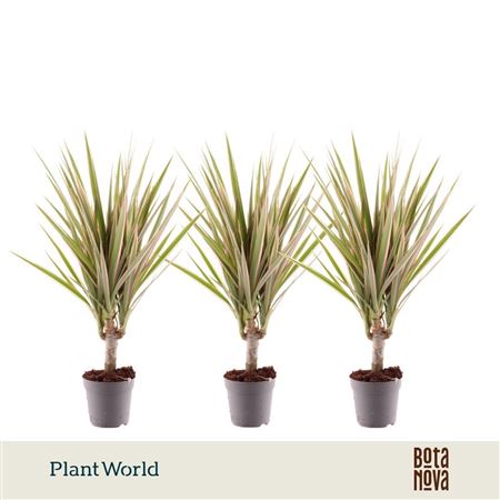 Drac Bicolor 5cm Stem (decorum)