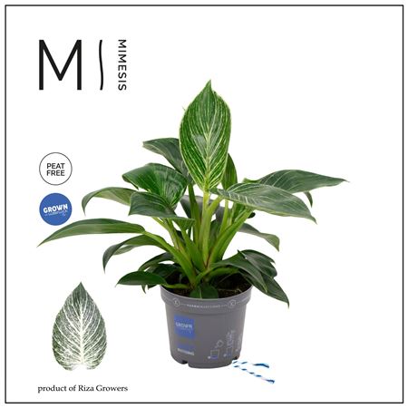 Philodendron White Stripe