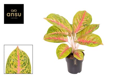 Aglaonema Grand Blossom