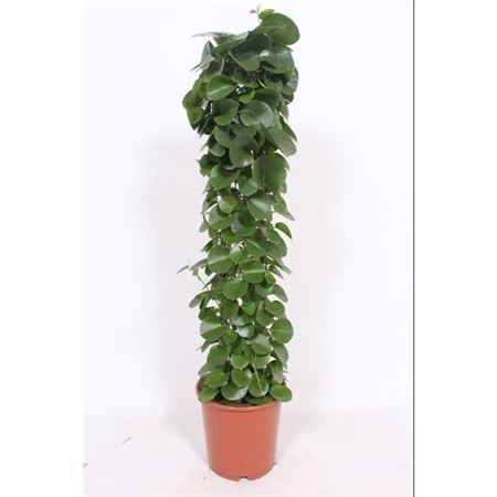 Cissus Rotundifolia Gaasrek