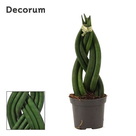 Sansevieria Cylindrica Braid (decorum)